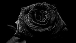 Čierna ruža rastie na jedinom mieste sveta, hrozí jej zánik