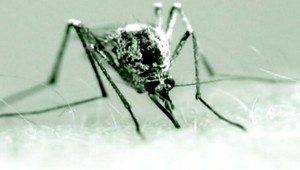 Stavili na luxus, aj tak si z dovolenky priniesli nechcený suvenír...