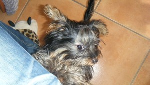 Stratil sa Yorkshirák Abbey. Za nájdenie odmena