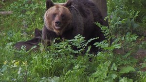 Poľovník strieľal na medveďa na strome, ten spadol a zabil iného poľovníka