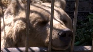 Zvieratá v ZOO nechali vyhladovať na smrť, nestarali sa o nich mesiace