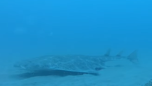 Anjelský žralok sa vrátil: Vedci varujú pred vyhynutím kriticky ohrozeného druhu