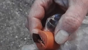 Na pezinskom sídlisku vyčíňa neznámy šialenec. Psíkom rozmiestňuje kruté návnady so žiletkami