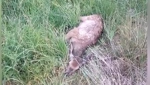 Rodina z Turzovky zachránila malé jelenča, ktoré spadlo do odkališťa