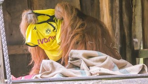 Zvieratá v tom majú jasno: Ligu majstrov vyhrá Dortmund!
