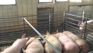 Na Slovensku prebehla veľká prasacia amnestia