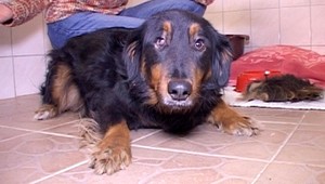 Bezcitní ľudia. Týrané psy skončili v útulku