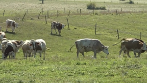 Sucho pripravilo farmárov o zdroje vody, dobytku ju vozia v cisternách