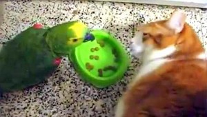 VIDEO. Táto mačka sa nenechá od papagája buzerovať!