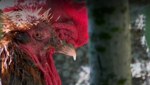 Kohút Maurice je zrejme jediný na svete, ktorý má kikiríkanie dovolené aj súdom. Dôvod vás prekvapí