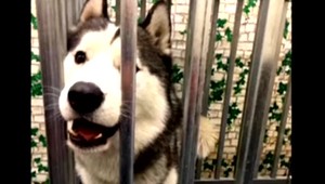 VIDEO: Pes predviedol parádnu únikovú akciu