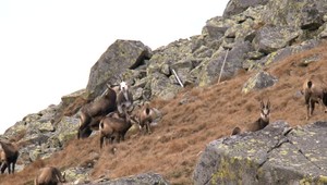 VIDEO: Kamzíka tejto farby často neuvidíte. Pozrite sa, ako prejavoval lásku