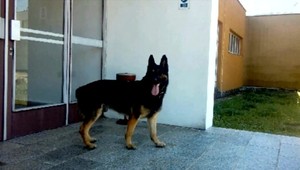 Chlapca pomohol vypátrať policajný pes Assco