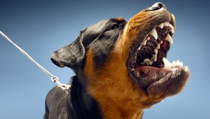 Ďalší útok psov. Policajti museli strieľať