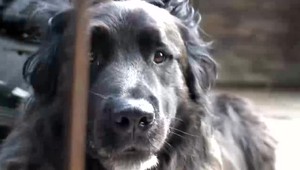 FOTO: Európa čelí invázii jedovatých húseníc. Dokážu zabiť psy a ohrozujú ľudí