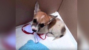 Horúce auto je smrteľná pasca: Šteniatko v Bratislave zaplatilo najvyššiu cenu