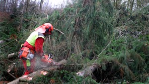 Nešťastie v lese. Muža (†65) privalil strom