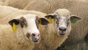 Miznú ovce. Polícia prosí o pomoc