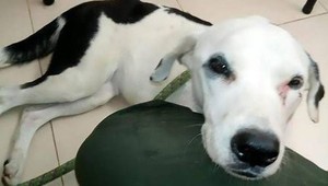 Fenku opustili na letisku. Po viac ako mesiaci vyčkávania a trápenia, uhynula