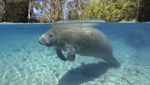 UNIKÁTNE VIDEO. V tesnej blízkosti morskej kravy...