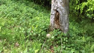 Polícia zasahovala na východnom Slovensku. V lese našli časti lebky