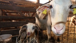 Farmárov čakajú zmeny: Ak budú chcieť dotácie z únie, budú musieť hospodáriť novým spôsobom
