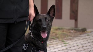 Služobné psy odhalili za minulý rok takmer 50 kilogramov drog. Výcvik trvá približne 5 mesiacov
