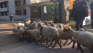 Škola pre nedostatok žiakov chcela zrušiť triedu. Farmár do nej zapísal ovce
