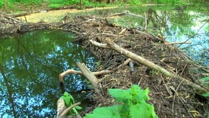 Hornonitrianske bane ohrozujú bobra, vo svojich plánoch aj tak pokračujú