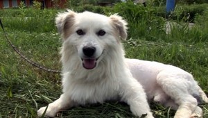 Surovci takmer dobili psíka na smrť!