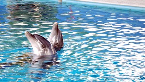 Aj delfíny majú city, tu je dôkaz...