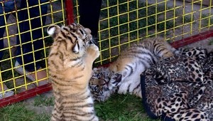 ZÁZNAM. Rozkošným tigríčatám sa zapáčil cirkus
