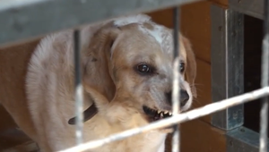 Dobrovoľníčky boli v ohrození pred agresívnym psom. Kritizujú štátnych veterinárov