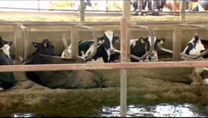 Luxus v kravíne. Tieto dámy spia na vodných posteliach