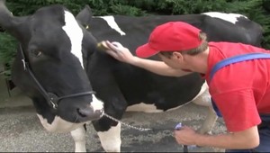 Toto nie je vtip, toto je salón krásy pre kravičky :-)