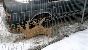 Policajti išli na pomoc zmrznutému psovi. Bol plyšový