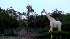 Krásna rarita. V Keni sa prechádza biela žirafa