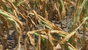 Nedostatok zrážok výrazným spôsobom ovplyvní tohtoročnú úrodu slovenskej slnečnice a kukurice