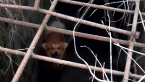 Uväznený psík strávil jedenásť dní v odvodňovacom kanáli. Zúfalé kňučanie začula náhodná okoloidúca