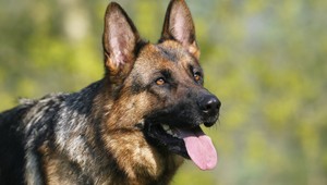 Záchranárske psy v akcii. Mŕtvoly ľahšie nájdu vo vode