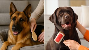 Máte doma psíka, ktorý nemá rád česanie? 6 tipov, s ktorými už vyčesávanie srsti nebude boj!