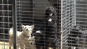 Útulky sú už na pokraji - nie sú kapacitné priestory. Sťažujú sa na pasivitu štátu