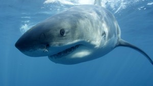 Českého turistu zabil v Egypte žralok