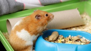 VIDEO. Tento škrečok vstal z mŕtvych. A vyhrabal sa z hrobčeka