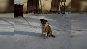 Beštiálny čin: Muž sekerou dobil psa svojej susede iba pre to, že štekal