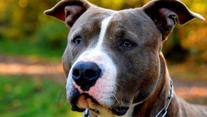 Majitelia nebudú za svojich psov niesť trestnú zodpovednosť