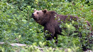 Ovplyvnia medvede turistickú sezónu? Niektorí cestujú práve za nimi