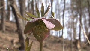 Národný park Poloniny a aj čemerice purpurové sa pomaly začínajú po zime prebúdzať
