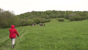 Na východnom Slovensku zaútočil medveď na býka v tesnej blízkosti obydlí