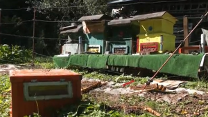 Problém s medveďmi pretrváva: Muž prichádza o úle s včelami